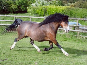 welsh-pony-picture-7.jpg